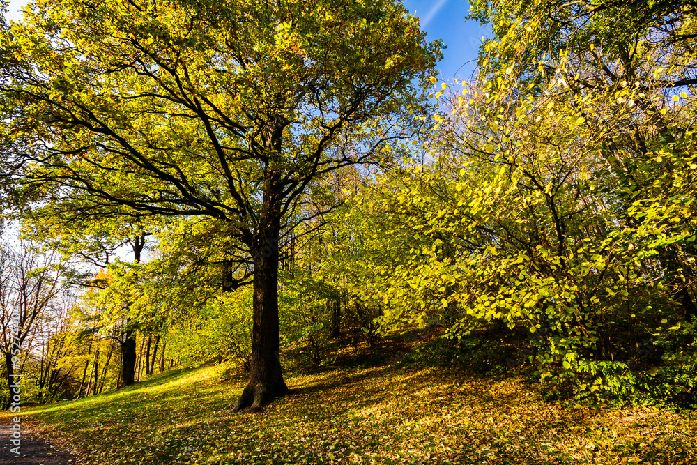 Fototapeta premium Big autumn oak with yellow leaves