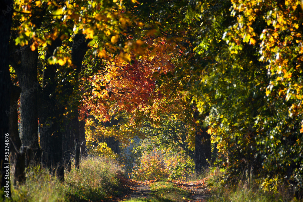 Autumn road with colorful trees