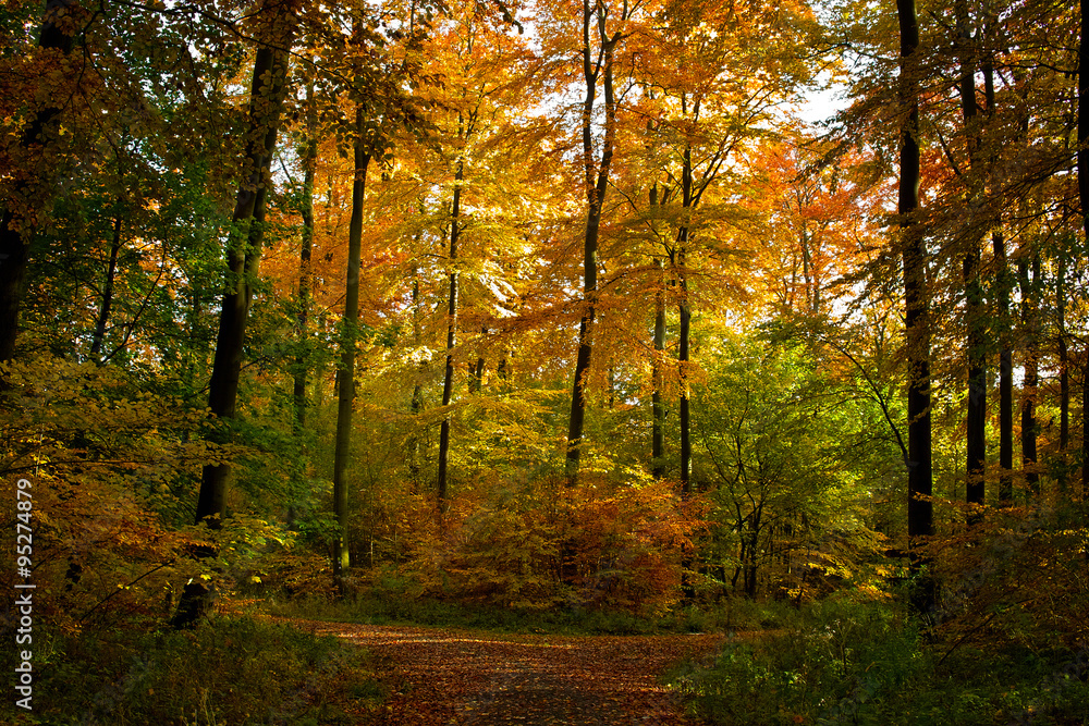 Waldwanderung im Herbst