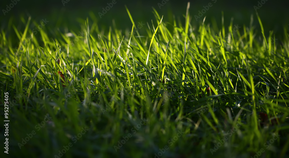 Fototapeta premium Fresh green grass