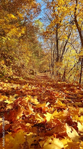 Colorful Autumn Walk