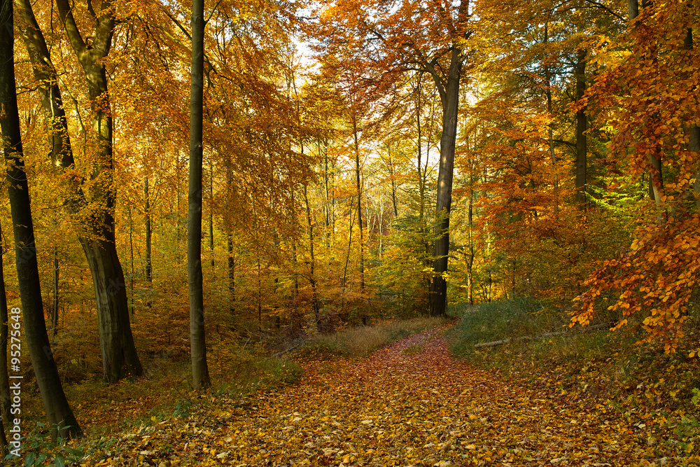 Fototapeta premium Waldwanderweg
