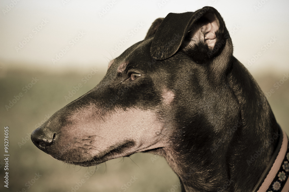 Manchester terrier