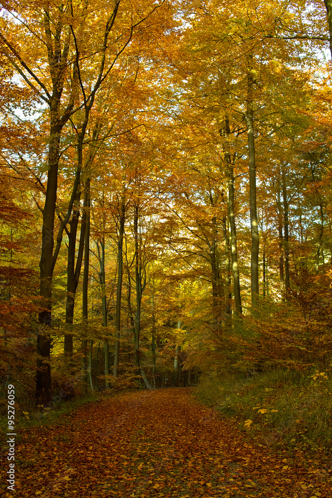 Fototapeta premium Waldwanderweg