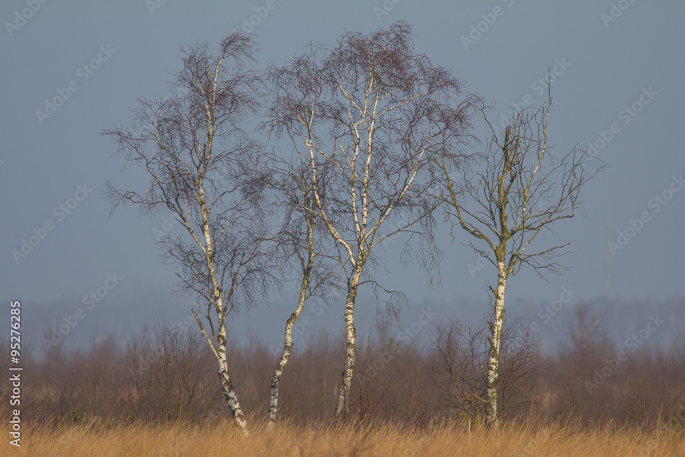 Vier Birken im Moor Vier Birken im Moor