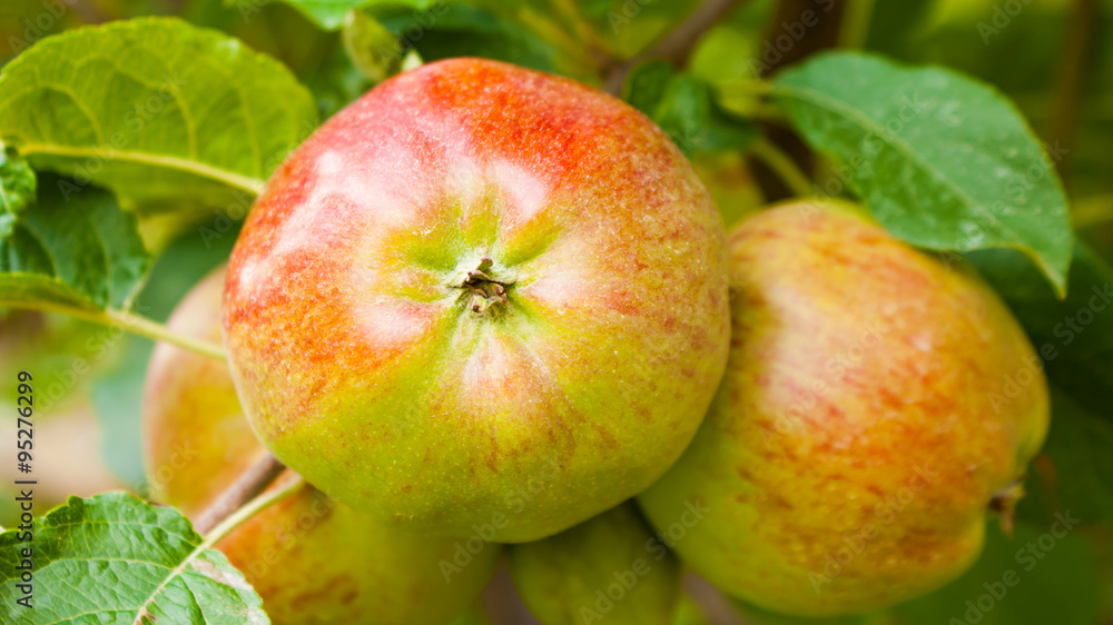 Apples on a branch ready to be harvested Apples on a branch ready to be harvested