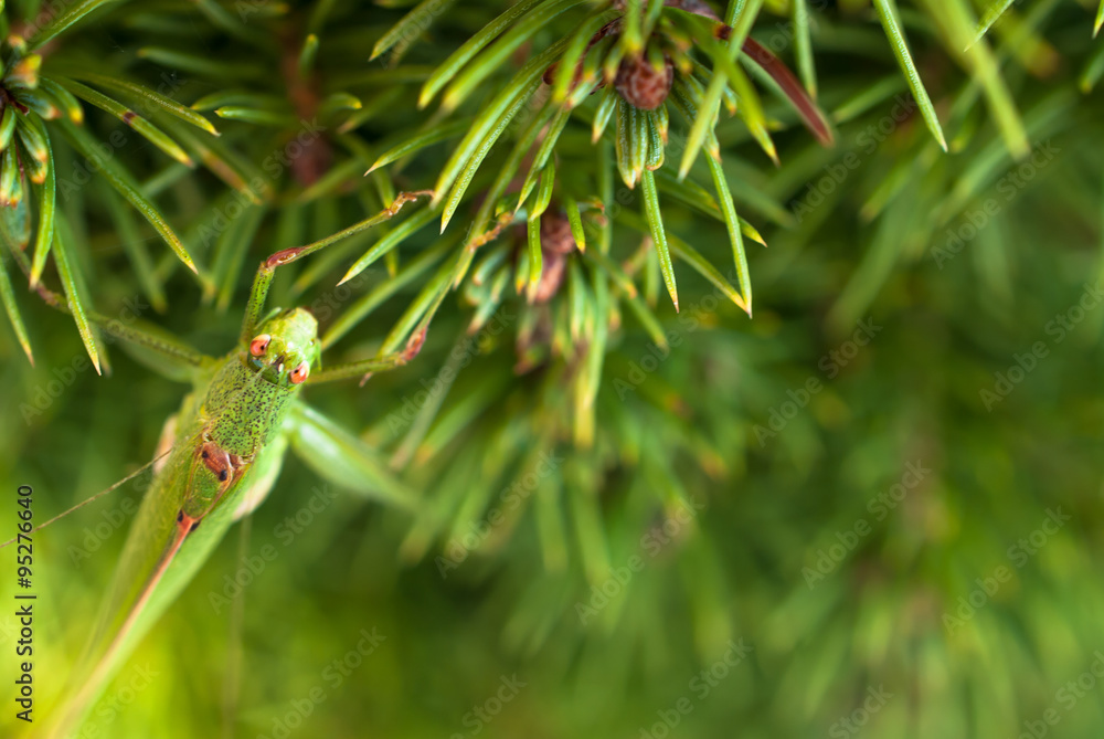 Obraz premium Green grasshopper sitting on brightly green prickly branches of a fur-tree or pine