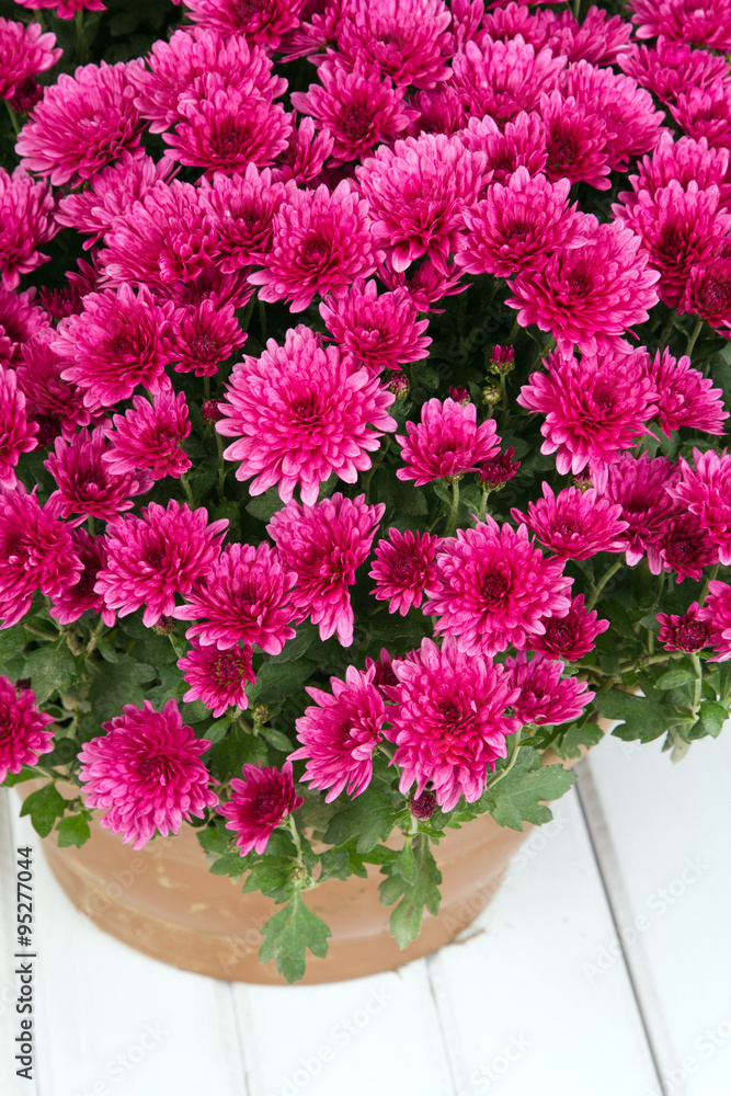 pink chrysanthemum on white background pink chrysanthemum on white background