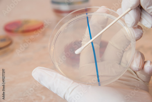 Laboratory doctor with gloves holding sterile swab and preparing for an antibiogram on petri dish agar
