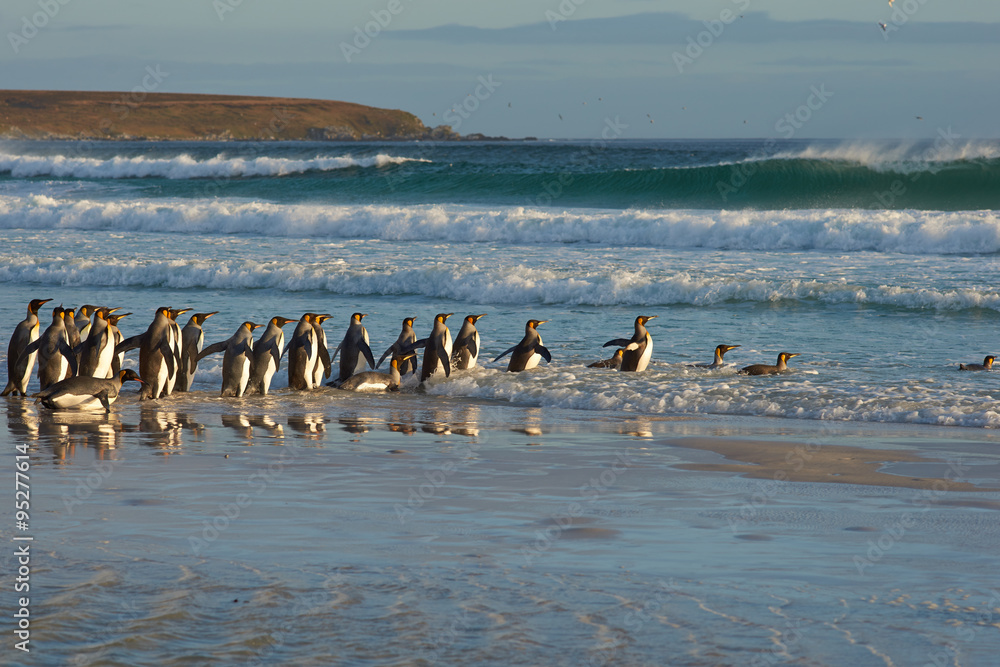 Naklejka premium Large group of King Penguins (Aptenodytes patagonicus) enter the sea at Volunteer Point in the Falkland Islands. 