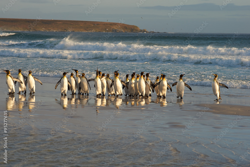 Naklejka premium Large group of King Penguins (Aptenodytes patagonicus) come ashore at Volunteer Point in the Falkland Islands. 