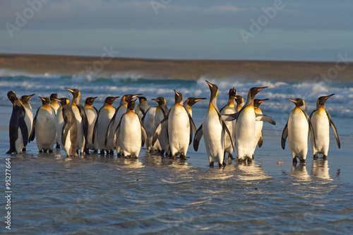 Large group of King Penguins (Aptenodytes patagonicus) come ashore at Volunteer Point in the Falkland Islands. 