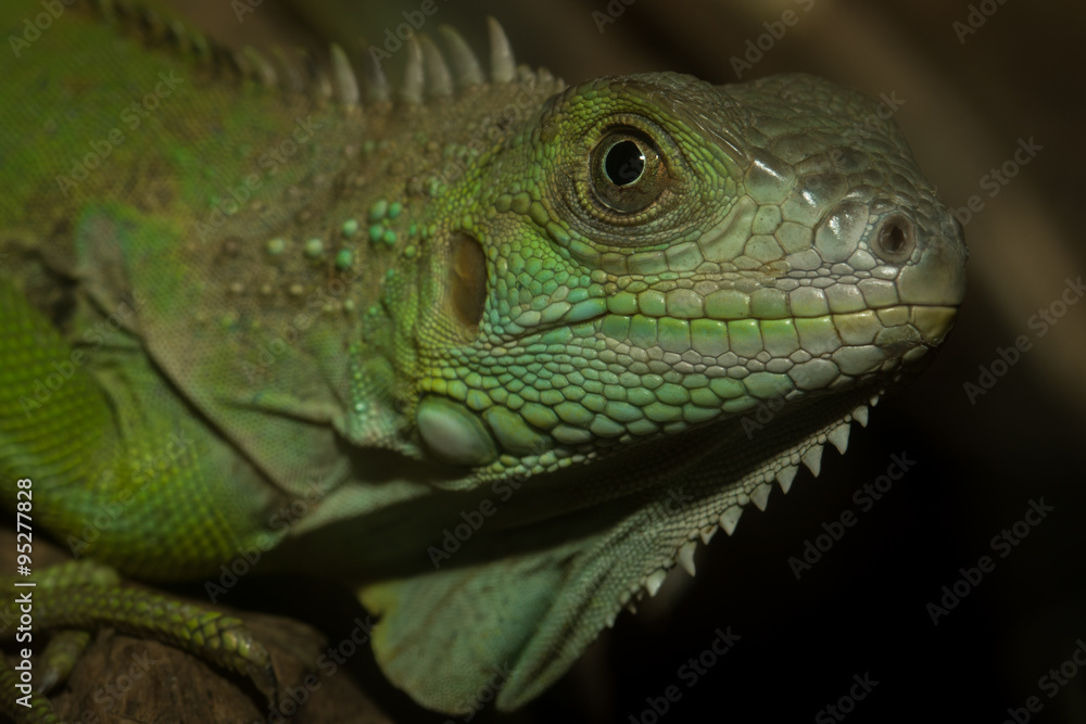 Green iguana