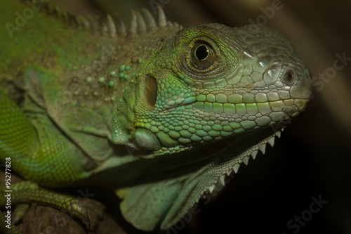 Green iguana