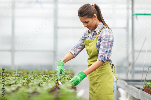 Young female botanist trimming and checking growing plants in greenhouse photo