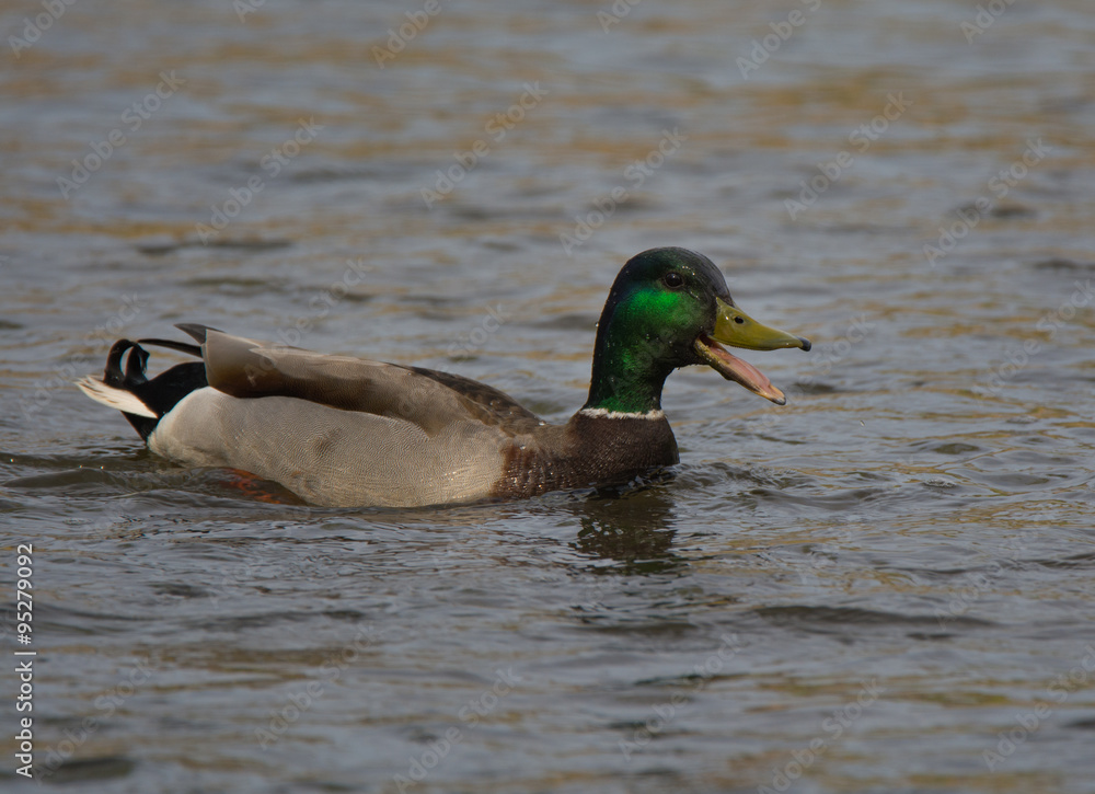 Quacking Mallard Duck