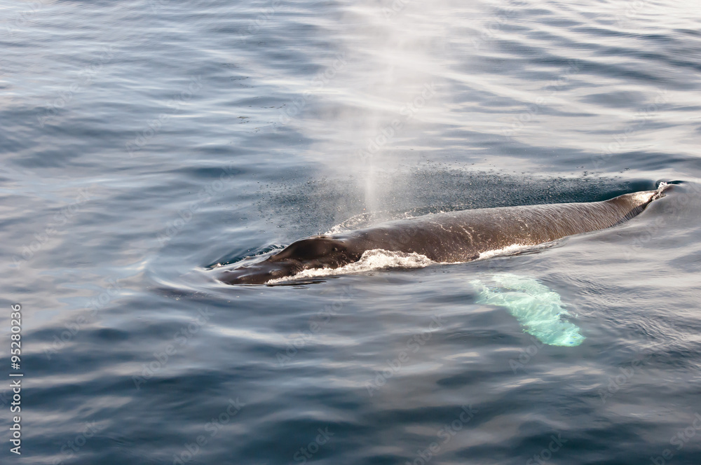 Naklejka premium Humpback Whale - Greenland