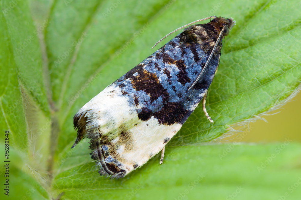 Obraz premium The Plum Tortrix or Hedya pruniana moth on green leaf.