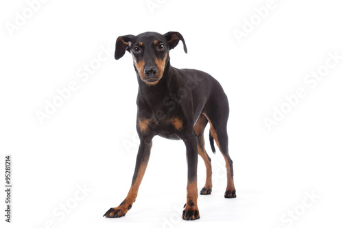 Obraz na plátně portrait chien de race Manchester terrier femelle