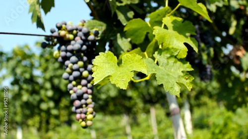 Wallpaper Mural grapes in the vineyard , a lovely grape ...healthy fruit for making vine Torontodigital.ca