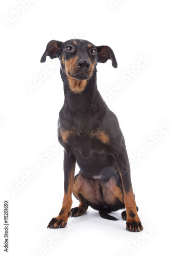 portrait chien de race Manchester terrier femelle © mariesacha