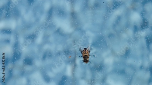Bee drown in the pool, Swimming bee in the water