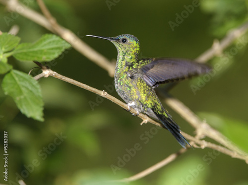 Sapphire-spangled Emerald Hummingbird (Amazilia rondoniae), Mangueiras Ranch,  Bairro da Ponte Nova, Sao Paulo, Brazil photo
