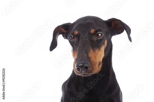 portrait chien de race Manchester terrier femelle