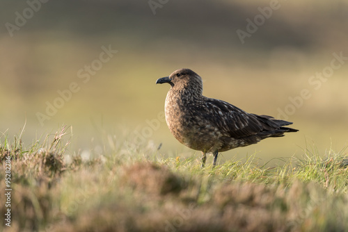 Gro  e Raubm  we  Great skua  Stercorarius skua