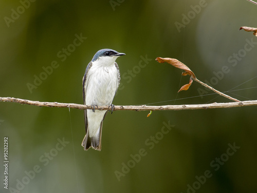 White-winged Swallow (Tachycineta albiventer),  Jardim d' Amazonia Ecolodge, Mato Grosso, Brazil photo