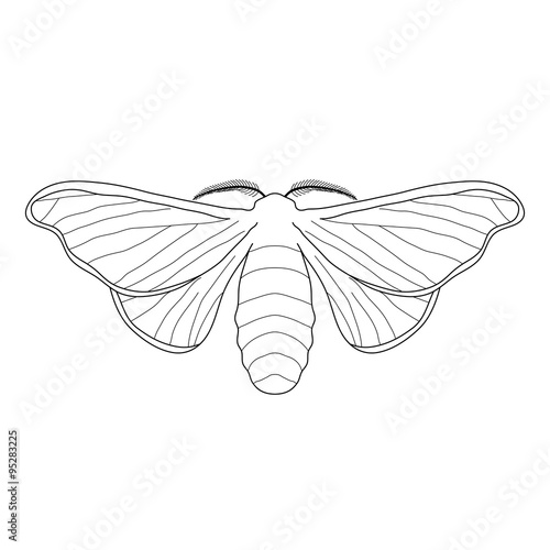 butterfly Bombyx mori. Sketch of butterfly. butterfly isolated on white background