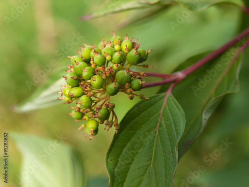 Symphoricarpos albus laevigatus - common snowberry young berries in spring