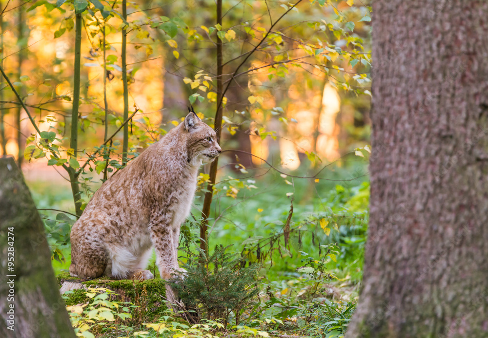 Fototapeta premium Ryś, wyglądający