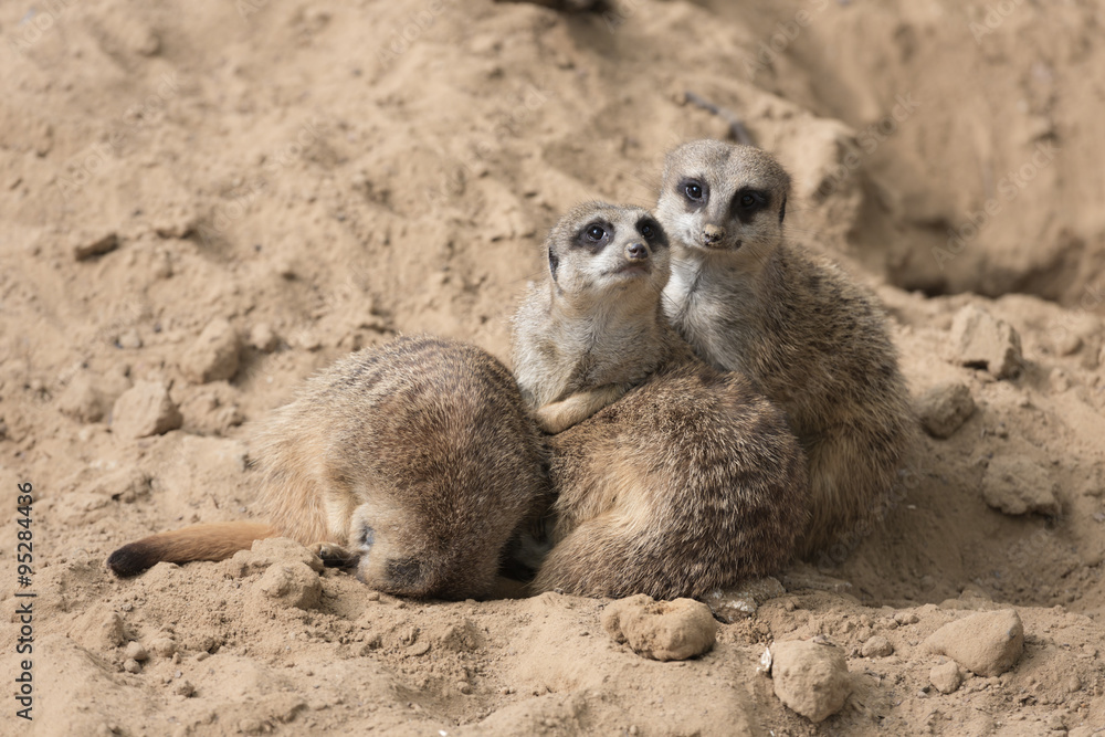 Fototapeta premium Meerkats in Antwerp zoo