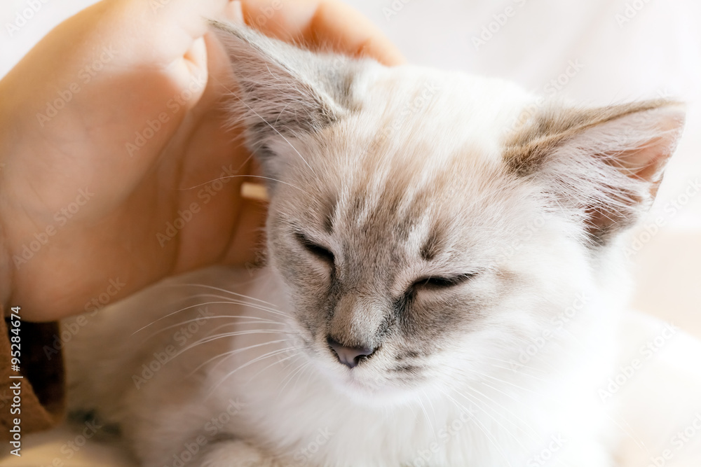 Child Hand and Kitten