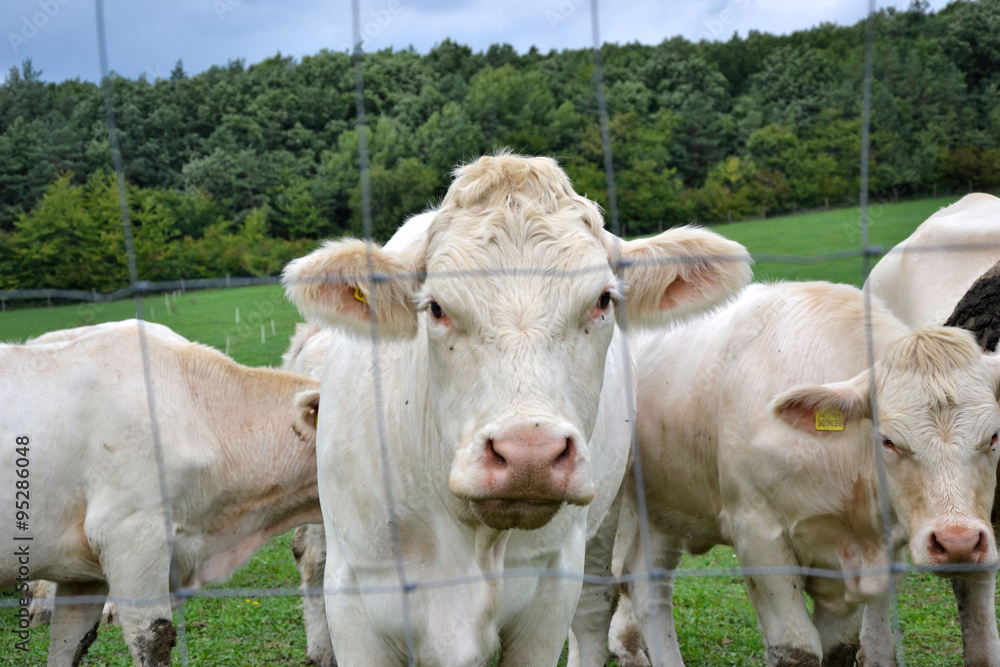 Cows, bulls and calves grazing on pasture on a ranch .Livestock feed on traditional rural farm yard, Slovakia