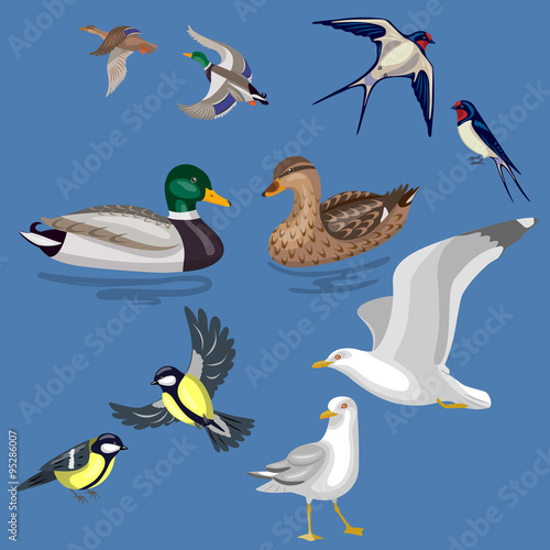 Set of Wild Birds