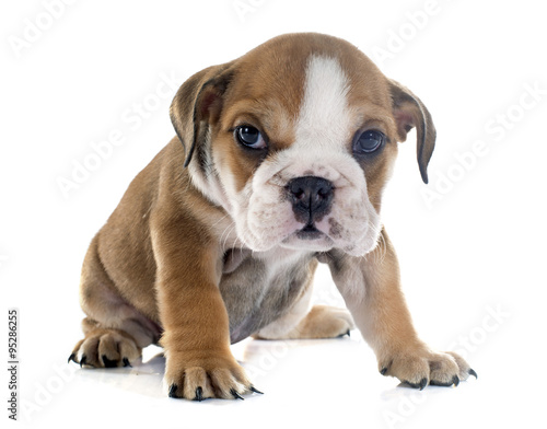 puppy english bulldog