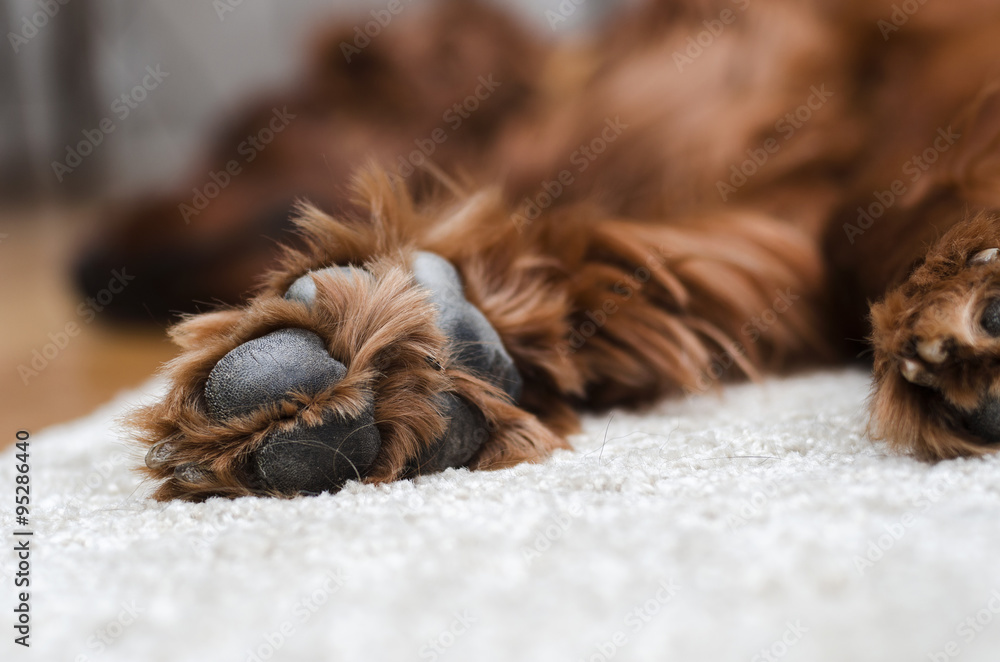 Irish Setter on the carpet