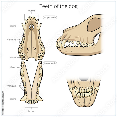 Veterinary vector illustration teeth of the dog