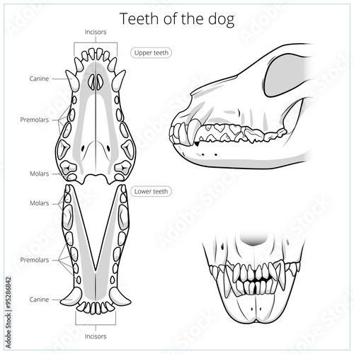 Veterinary vector illustration teeth of the dog