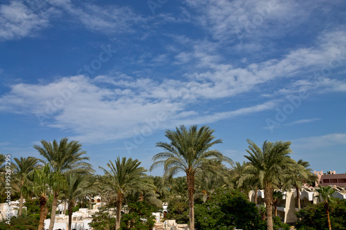 palm trees against a blue cloudy sky © tillottama