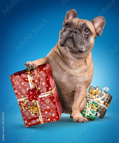 French bulldogs with christmas gifts photo