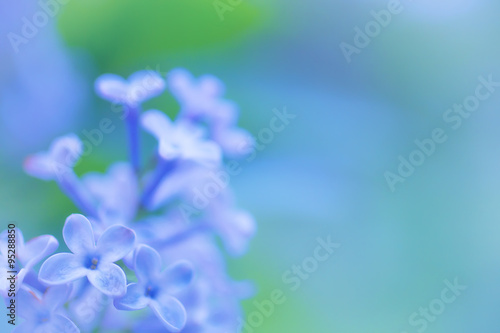 Wallpaper Mural Lilac flowers Torontodigital.ca