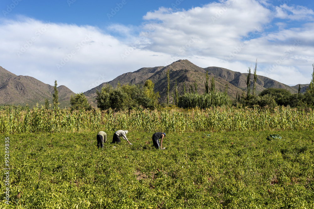 Naklejka premium Cachi Adentro in Salta, northern Argentina