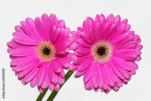 Pink flower Coral Gerbera Daisies isolated on a white background