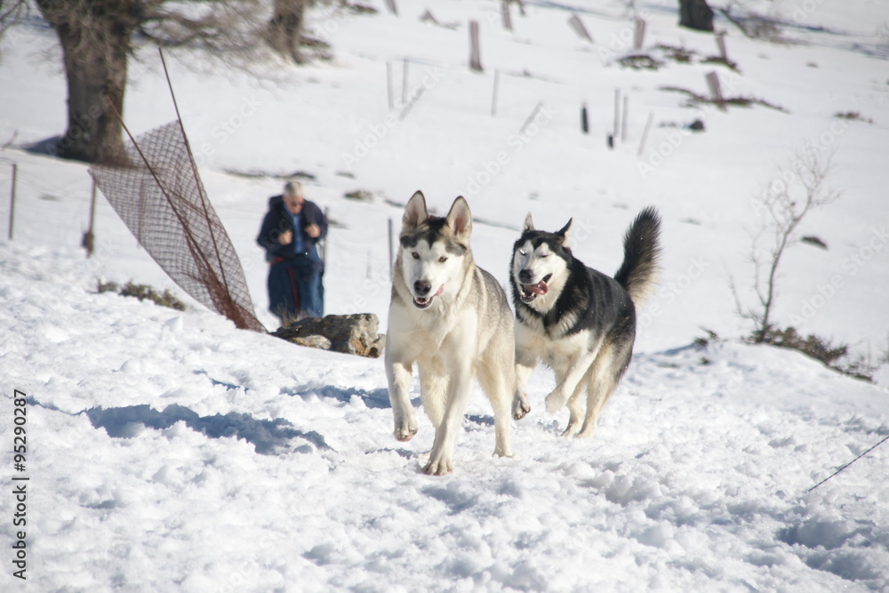 perros nórdicos en la nieve