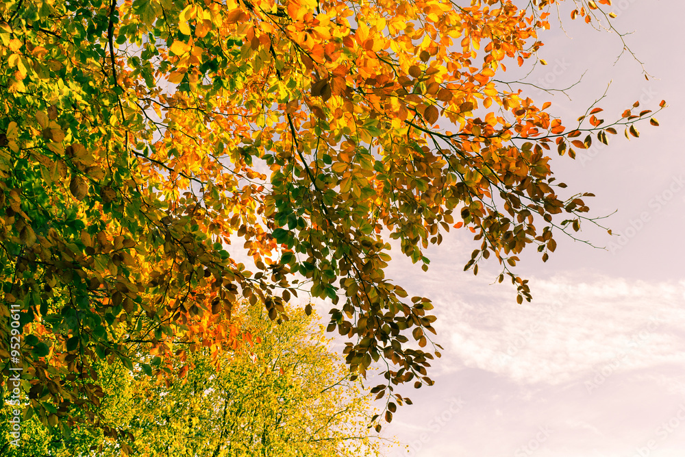 Beautiful fall tree branches, bright background