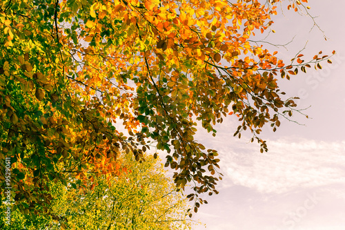 Obraz na płótnie Beautiful fall tree branches, bright background w salonie