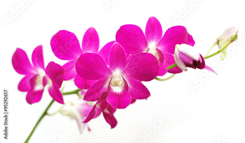beautiful orchid flower isolated on white